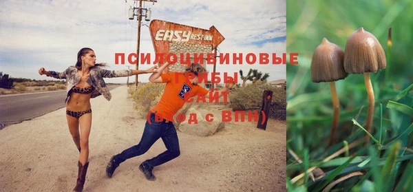 индика Новокубанск