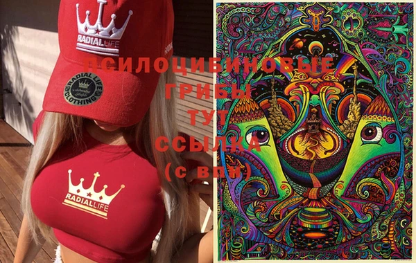 индика Новодвинск